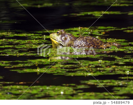ウシガエル ウシガエル 54889479
