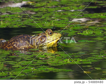 ウシガエル ウシガエル 54889480
