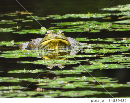 ウシガエル 54889482