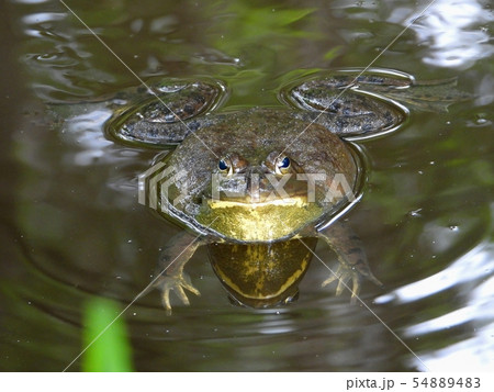 ウシガエル 54889483