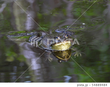 ウシガエル ウシガエル 54889484