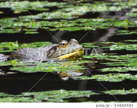 ウシガエル 54889485