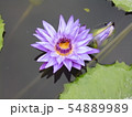 温帯スイレン 睡蓮 スイレン 54889989