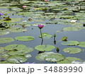 温帯スイレン 睡蓮 スイレン 54889990
