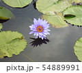 温帯スイレン 睡蓮 スイレン 54889991