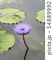 温帯スイレン 睡蓮 スイレン 54889992