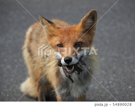 自分でシッカリと捕獲できる本来あるべきキタキツネの生活 自分でシッカリと捕獲できる本来あるべきキタキツネの生活 54890028