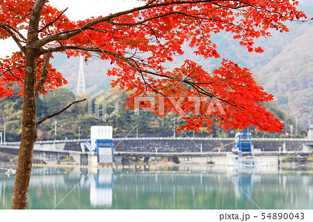紅葉の丹沢湖 千代の沢園地 紅葉の丹沢湖 千代の沢園地 54890043
