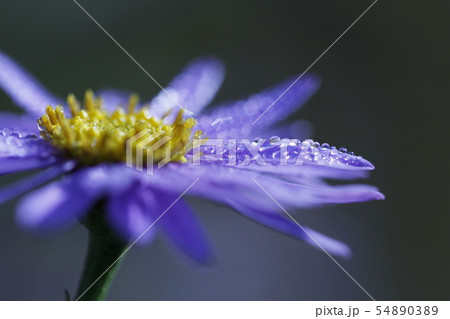 夏の花、f藤色のデージー、マクロ撮影 夏の花、f藤色のデージー、マクロ撮影 54890389