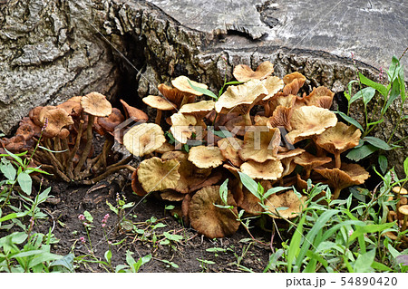 梅雨の雨後のキノコ 梅雨の雨後のキノコ 54890420