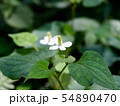 ドクダミ１ 54890470