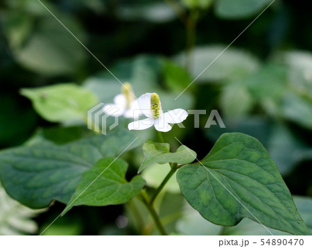 ドクダミ1 ドクダミ1 54890470