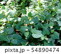 ドクダミ３ 54890474