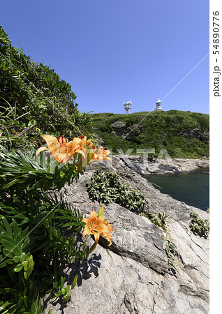 スカシユリと灯台 54890776