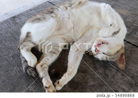 暑さで溶けるにゃ〜 54890868