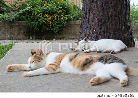 おそろいの格好で昼寝 おそろいの格好で昼寝 54890869