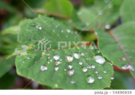 雨に濡れ朝日を浴びて生き生きと成長している若葉 雨に濡れ朝日を浴びて生き生きと成長している若葉 54890939