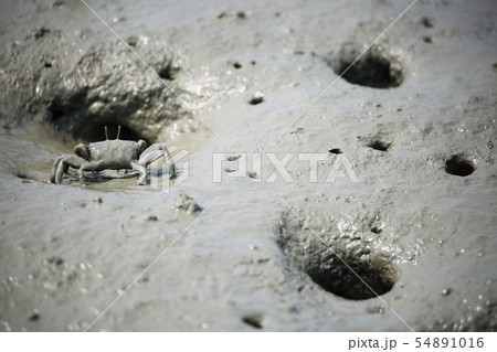 ムツゴロウ 魚介類 海 54891016