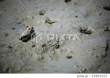 ムツゴロウ 魚介類 海 54891022
