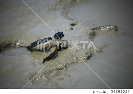 ムツゴロウ 魚介類 海 54891037