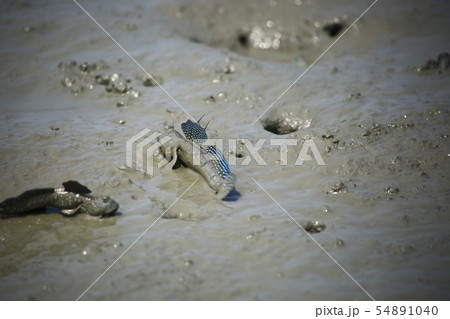 ムツゴロウ 魚介類 海 54891040