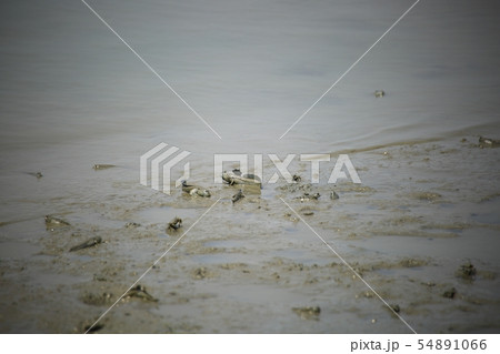 ムツゴロウ 魚介類 海 54891066