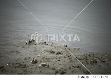 ムツゴロウ 魚介類 海 54891076