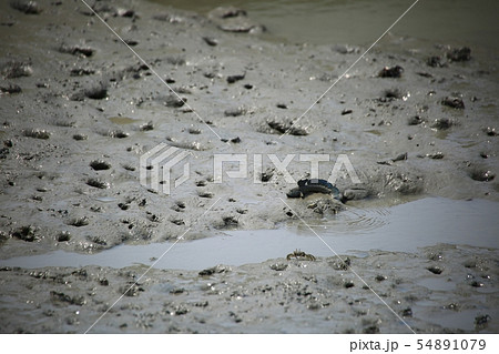 ムツゴロウ 魚介類 海 54891079