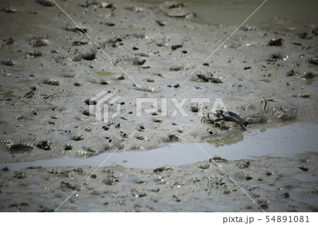 ムツゴロウ 魚介類 海 54891081
