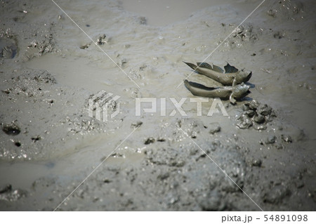 ムツゴロウ 魚介類 海 54891098