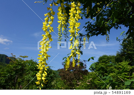 キングサリ　黄花藤 54891169