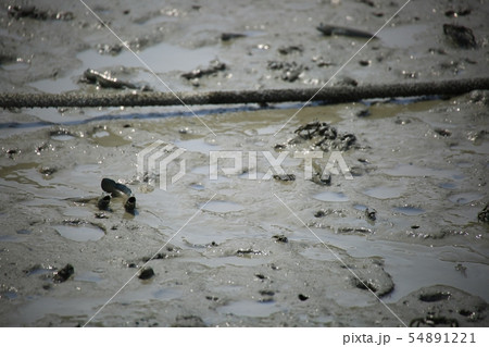 ムツゴロウ 魚介類 海 54891221