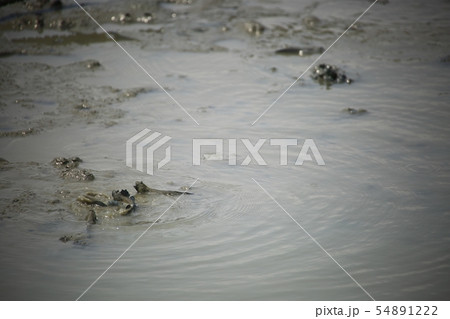 ムツゴロウ 魚介類 海 54891222