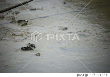 ムツゴロウ 魚介類 海 54891223