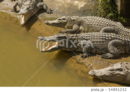 Crocodile Farm Vietnam 54891232