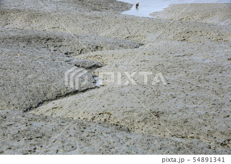 ムツゴロウ 魚介類 海 54891341