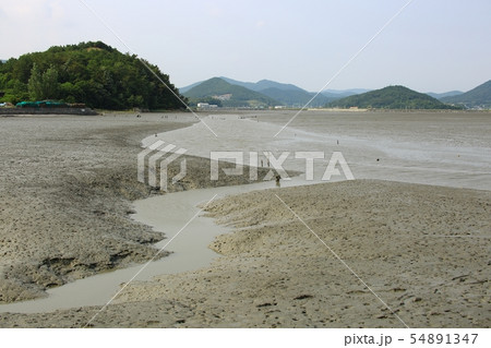 ムツゴロウ 魚介類 海 54891347
