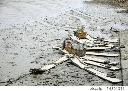 ムツゴロウ 魚介類 海 54891351