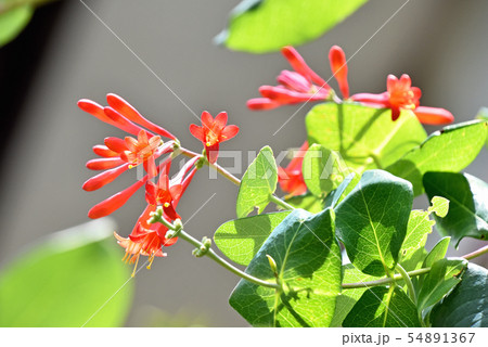 ツキヌキニンドウ(突抜忍冬) ツキヌキニンドウ(突抜忍冬) 54891367