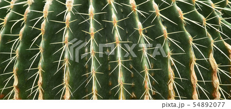 close up of thorn cactus texture  54892077