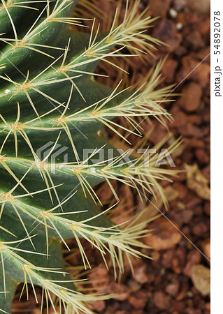 close up of thorn cactus texture  54892078