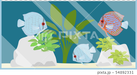 ディスカス水槽1 ディスカス水槽1 54892331