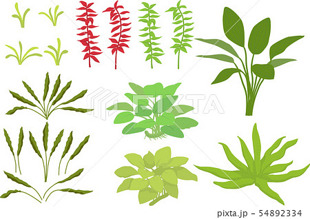 水草数種のイラスト素材