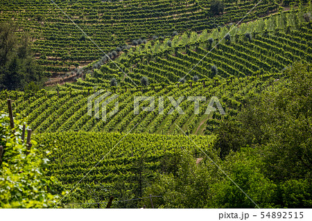 A county of vineyards around Valdobbiadene 54892515