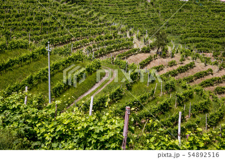 A county of vineyards around Valdobbiadene A county of vineyards around Valdobbiadene 54892516