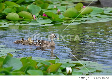 母親の後をついていくカルガモの雛たち 母親の後をついていくカルガモの雛たち 54893028