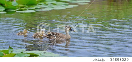 母親の後をついていくカルガモの雛たち 54893029
