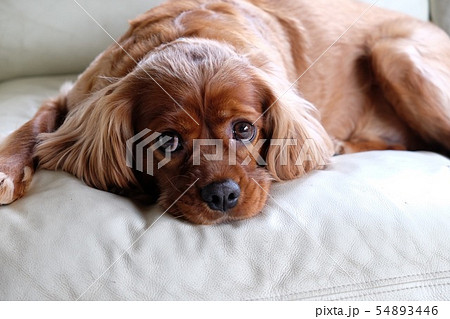 上目遣い 54893446