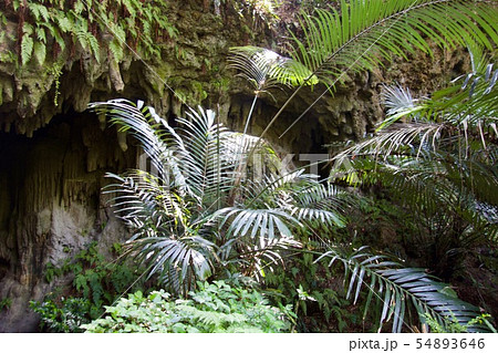 沖永良部島の洞窟入り口 54893646