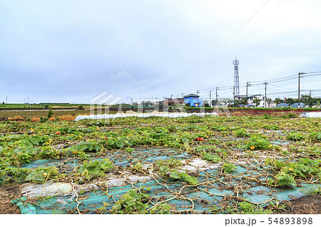 畑（梅雨） 54893898